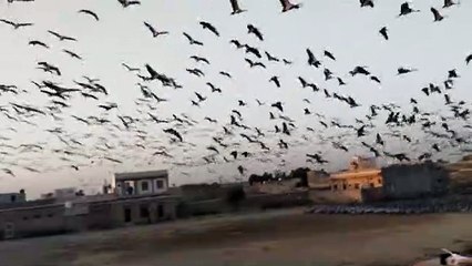 22 साल बाद फिर से फरवरी का पखवाड़ा बीतने के बाद भी 30 हज़ार कुरजा का जमावड़ा