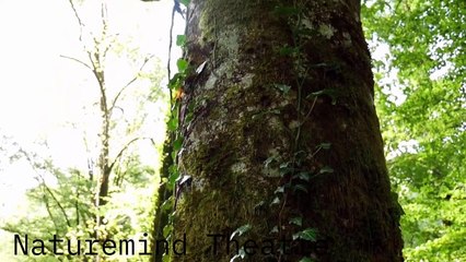 Relaxing Music To Calm The Mind & Mood | For Meditation, Stress Relief, Sleep, Anxiety & More