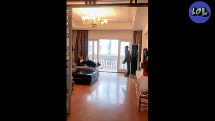 recopilacion de perros y gatos graciosos