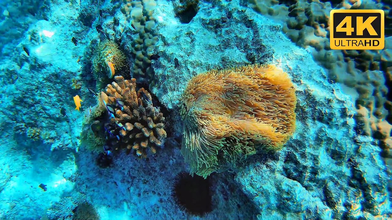 Coral Reef (4K)