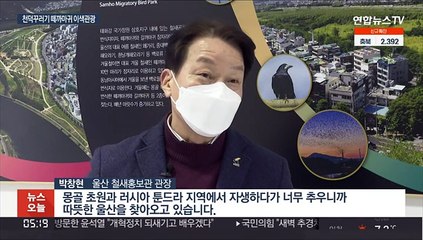 까마귀가 얼마나 많길래…'배설물 맞기' 이색 관광이벤트