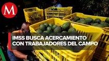 IMSS busca seguridad social para productores de aguacate en Michoacán