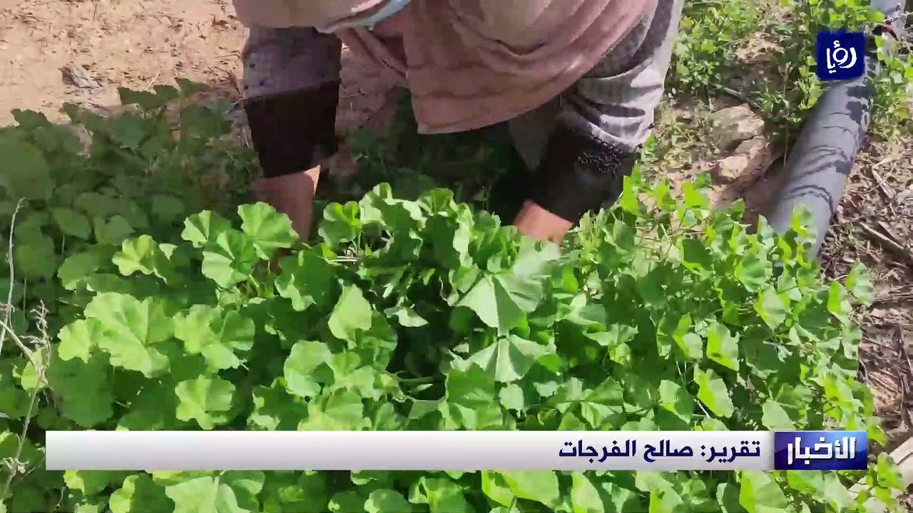 الخبيزة والحويرنة.. هبة الأغوار لأطباق شهية ذات...