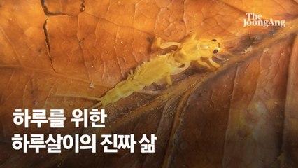 [권혁재 핸드폰사진관] 하루만 산다구요? 하루를 위한 하루살이의 진짜 삶
