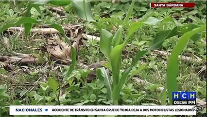 Productores de Santa Bárbara advierten que ellos están bien organizados y que no acataran imposiciones
