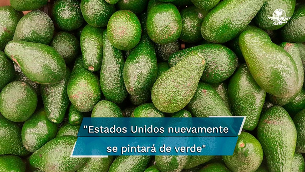 Reanudan corte y exportación de aguacate michoacano a Estados Unidos