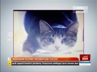 Manjakan kucing, selamatkan kucing
