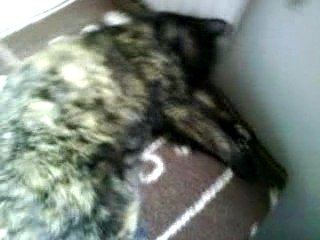 Un chat parmi trois chattes