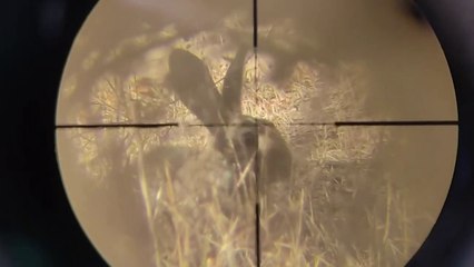 Hunting rabbits with PCP air rifles