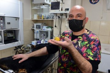 KÖPEĞİN OYNARKEN YUTTUĞU PLASTİK TOP, AMELİYATLA ÇIKARTILDI