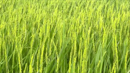 Two months old rice plants in Thailand