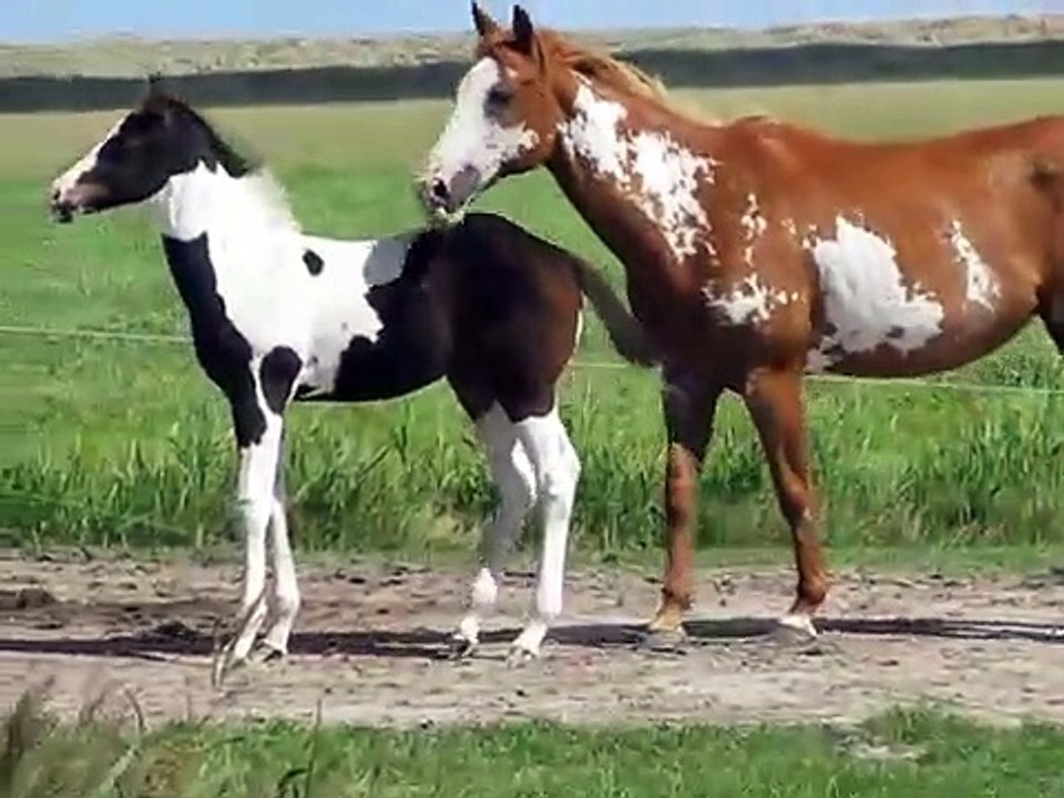 American_Paint_Horse_foals_Tiny_Lil_en_Bruce_2008(360p)