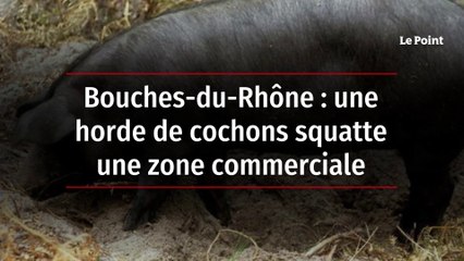 Bouches-du-Rhône : une horde de cochons squatte une zone commerciale