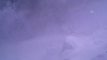 Dağ keçileri ile kurtların yiyecek arayışı fotokapana yansıdı