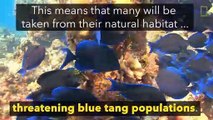 How Will 'Finding Dory' Affect Wildlife? | National Geographic