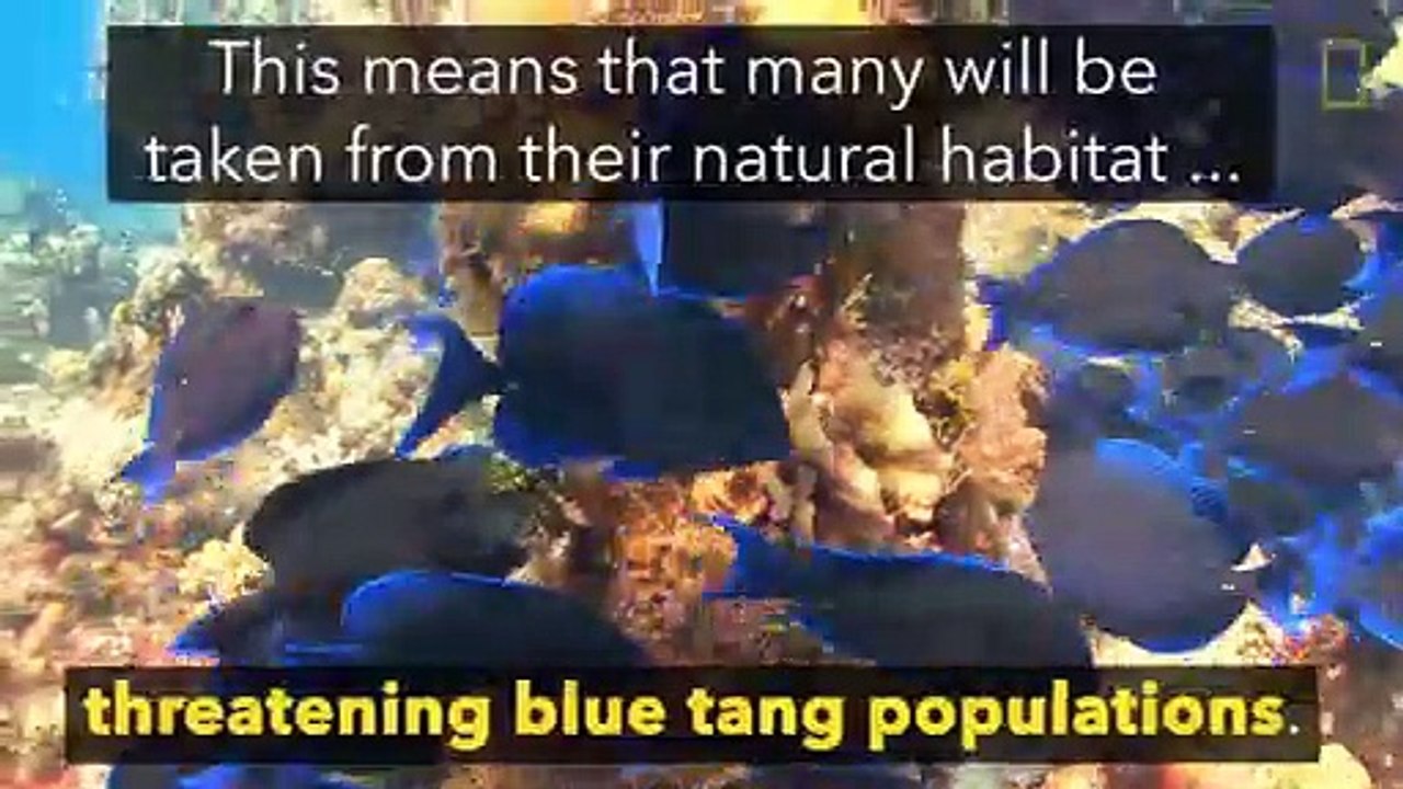 How Will 'Finding Dory' Affect Wildlife? | National Geographic