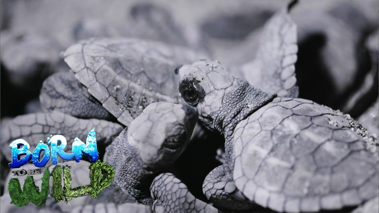 Born to be Wild: The struggles of a sea turtle
