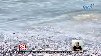 Libu-libong patay na sardinas at anchovies, inanod sa baybayin | 24 Oras