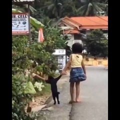 13.Funniest Cats  - Don't try to hold back Laughter  - Funny Cats Life