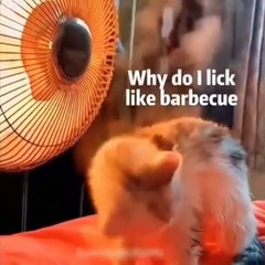 22.Funniest Cats  - Don't try to hold back Laughter  - Funny Cats Life