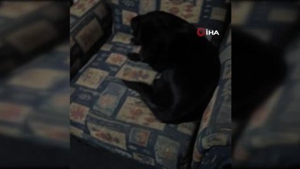 'Can Yoldaşım' dediği köpeğinden gelecek haberleri bekliyor