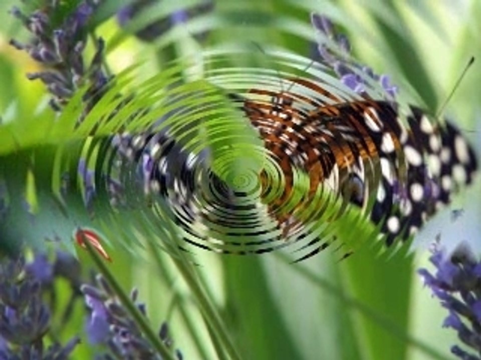 Papillon
