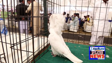 Naqab Poosh Kabootroin ki Khoobsorti Daikh Ker Loog Hiran Rahay gaey