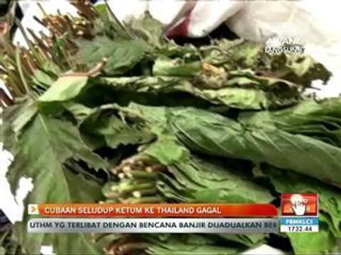 Cubaan seludup ketum ke Thailand gagal