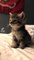 Cute cate funny video ||cat fails ||vines|| cat lover ||pet animal ||kitten ||