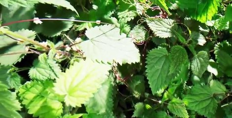 The Green Planet S01 E03