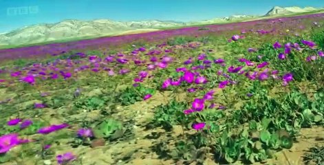 The Green Planet S01 E05