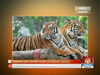 Harimau Zoo Taiping sudah ditangkap semula