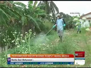 Penyemburan racun musnah rumput Miang Mexico
