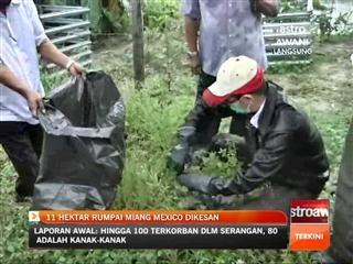 11 hektar Rumpai Miang Mexico dikesan