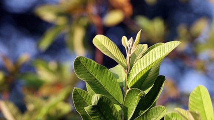 Free to Use Nature Videos with High Quality - Part 1 (No Sound)