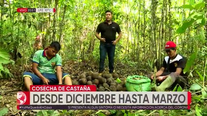 Informe especial: La castaña dinamiza la economía en Bolivia