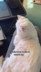 Moet, la “gatita ciega” que ahora es estrella en TikTok tras ser rescatada por una familia