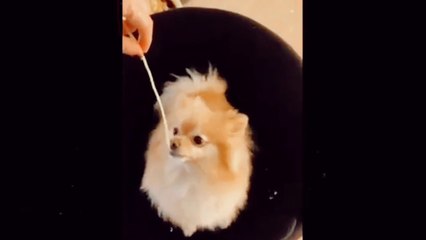 Cute baby Animals completions 