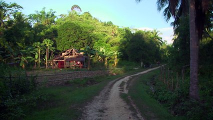The Tragic Tale of a Pangolin, the World’s Most Trafficked Animal  Short Film Showcase