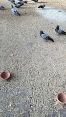 The Hungry Birds Video | Hungry Pigeon By Kingdom Of Awais