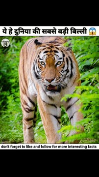 world's biggest cat|which is biggest cat of world|दुनिया की सबसे बड़ी बिल्ली #shorts #newfacts