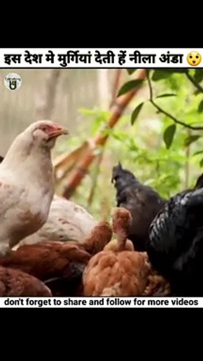 where hens give blue eggs|which country hens give blue eggs most in #newfact #newshorts #