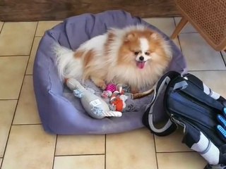 Marilou Berry confie avoir adopté un chien sur Instagram