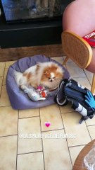 Marilou Berry confie avoir adopté un chien sur Instagram