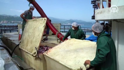 Türk somonu ihracatında gelir 6 yılda 82 kat arttı