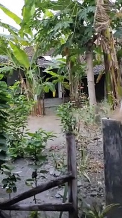 liat pekarangan rumah mamak diklaten
