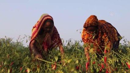 Bangladeş'te biber kurutma mesaisi