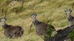 VIDEO: आपने देखे हैं कभी ऐसे जानवर?, पहाड़ों पर आए नजर, IAS ने बताया- खतरों के खिलाड़ी