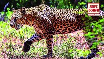 Leopard Sighted In Ambala|अंबाला में  दिखा तेंदुआ अभी तक नहीं पकड़ा गया Wildlife Department