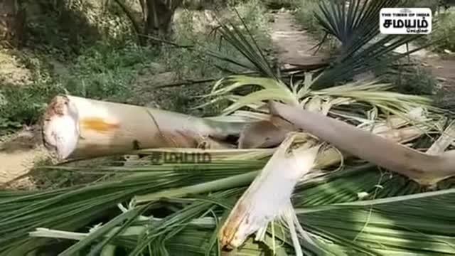 யானைகள் நடமாட்டம்; வாழை மரங்கள் சேதம்; வேதனையில் விவசாயிகள்!